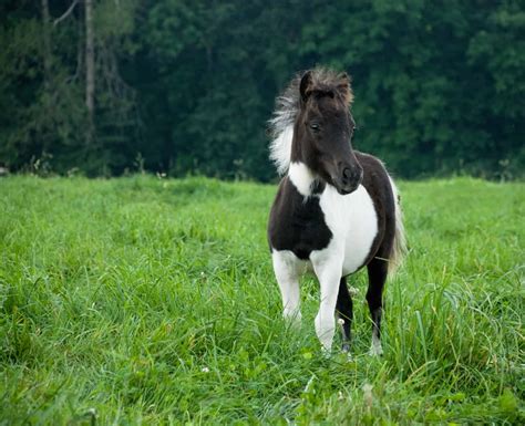 micro ponies